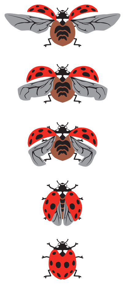 Ladybird-Wing-Sequence2b