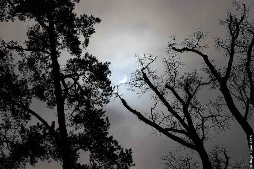 Solar eclipse through trees